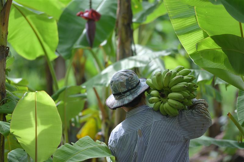 Imagem sobre Fortalecimento da Cadeia Produtiva da Banana no bioma da Mata Atlântica