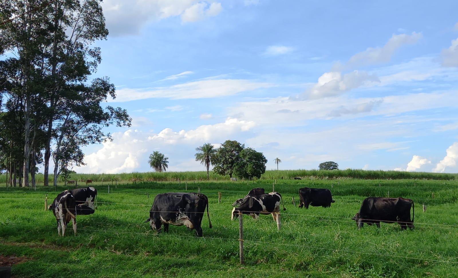 Imagem sobre Agricultura regenerativa na cadeia leiteira  um dos desafios da chamada Nestl e SENAI