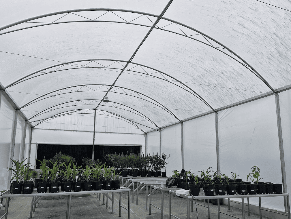 Imagem sobre Casa de vegeta��o do IST  Meio Ambiente e Qu�mica impulsiona pesquisas agr�colas com resultados promissores