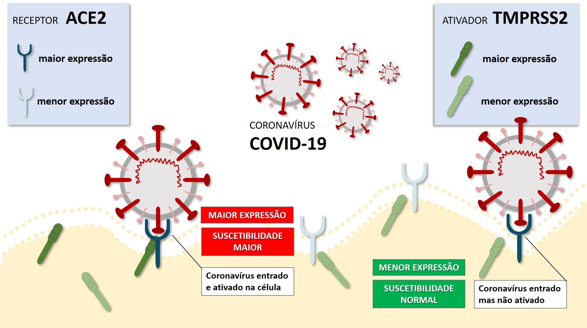 Imagem sobre Startup desenvolve teste que identifica a vulnerabilidade gentica de pessoas ao novo Covid-19