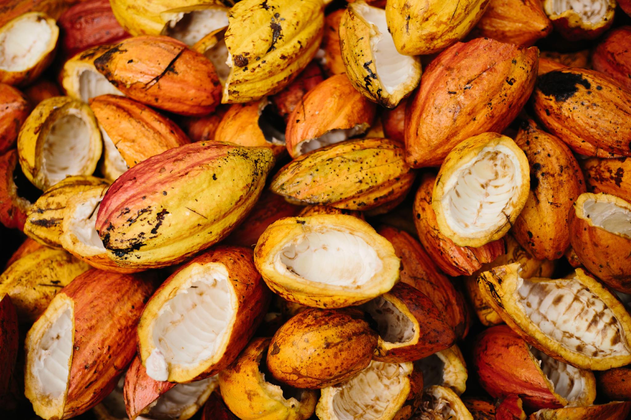 Imagem sobre Nestl Brasil e SENAI apoiam descarbonizao na cadeia produtiva do cacau