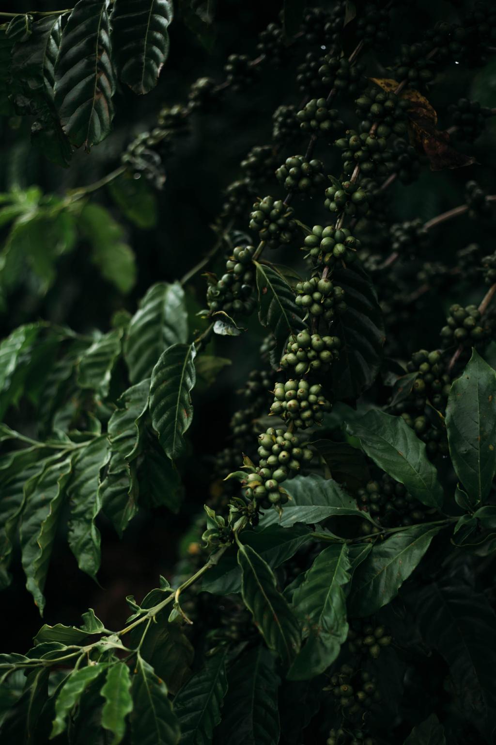 Imagem sobre Cafeicultura regenerativa  um dos desafios da Chamada Nestl e SENAI